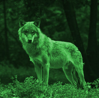 Night Vision